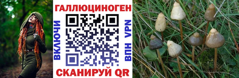 мега как войти  Куртамыш  Псилоцибиновые грибы GOLDEN TEACHER 